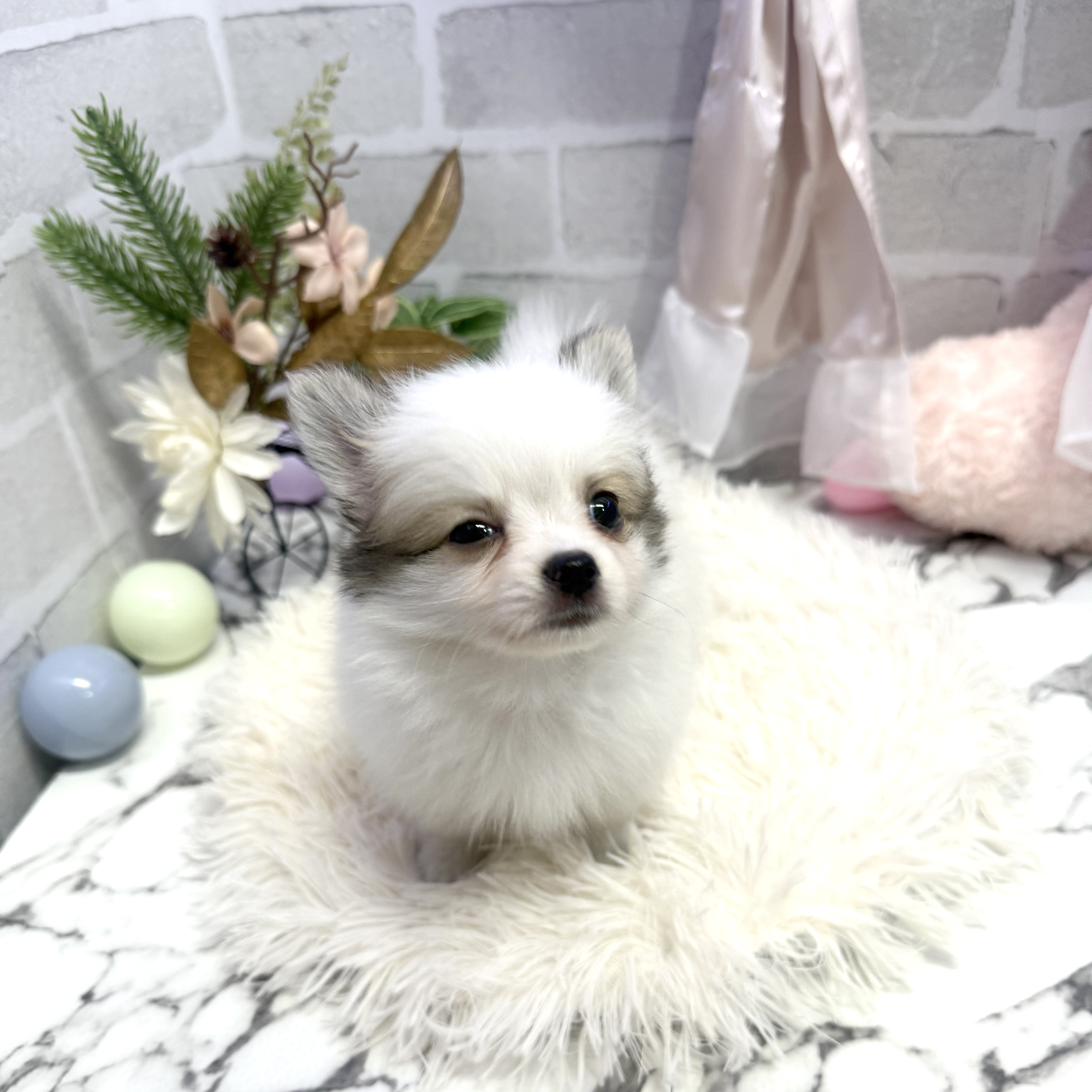 愛知県のポメチワ/チワポメ/ポメチー(ポメラニアン×チワワ) (犬の家＆猫の里岡崎店/2025年6月9日生まれ/女の子/パーティーカラー)の子犬の2枚目の画像