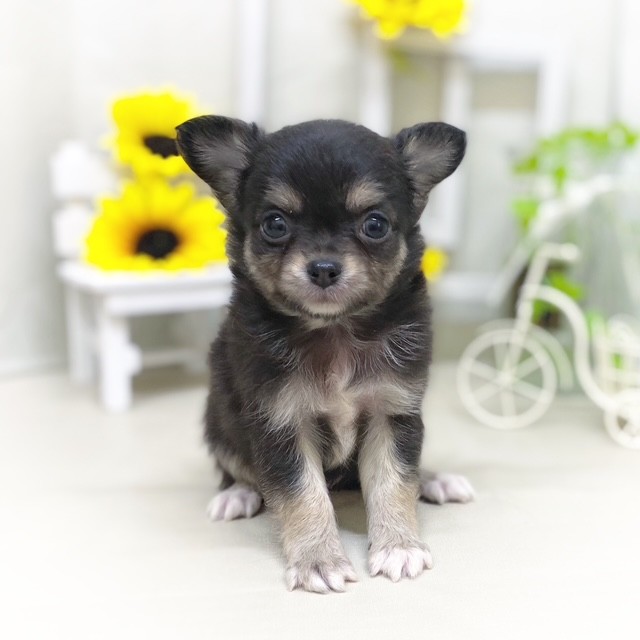 静岡県のチワワ(ロング) (犬の家＆猫の里藤枝店/2025年6月9日生まれ/男の子/ブラックタンホワイト)の子犬の1枚目の画像