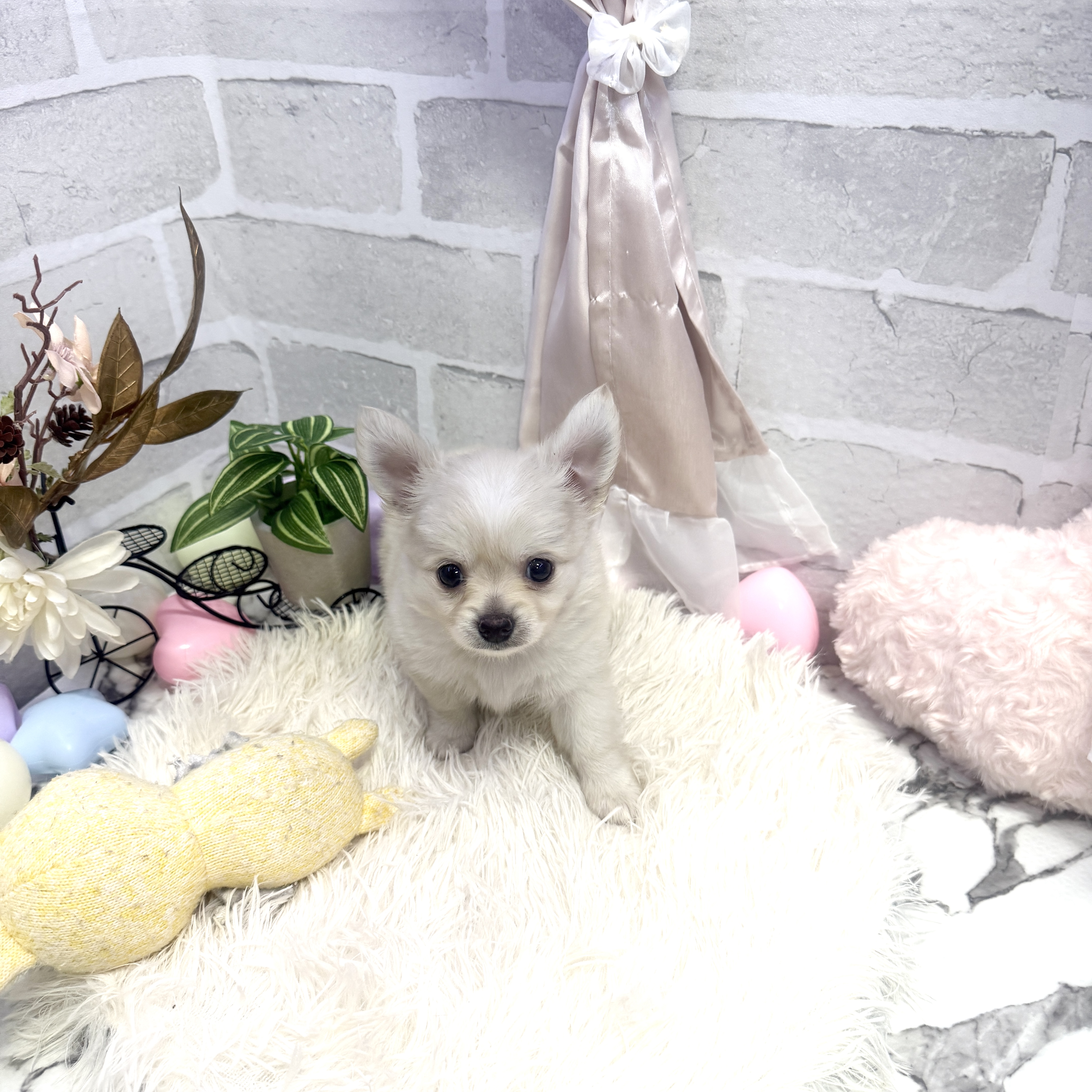 愛知県のチワワ(ロング) (犬の家＆猫の里岡崎店/2025年6月8日生まれ/男の子/クリームホワイト)の子犬の2枚目の画像