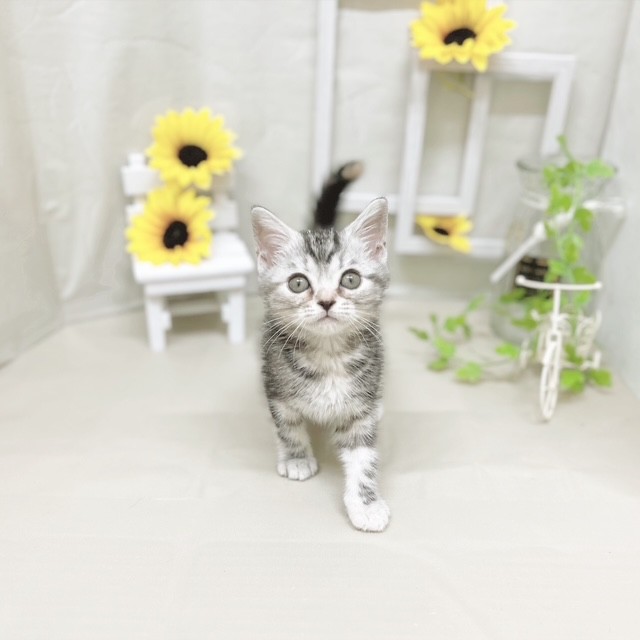 静岡県のアメリカンショートヘアー (犬の家＆猫の里藤枝店/2025年6月5日生まれ/女の子/シルバーパッチドタビー)の子猫の1枚目の画像