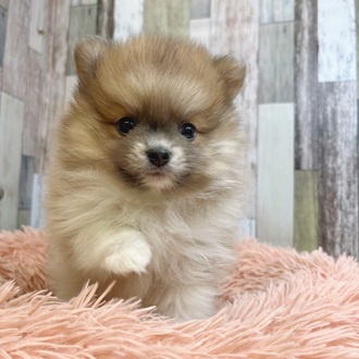 静岡県のポメラニアン (犬の家＆猫の里マークイズ静岡店/2025年6月9日生まれ/男の子/ホワイトブルーフォーン)の子犬の2枚目の画像