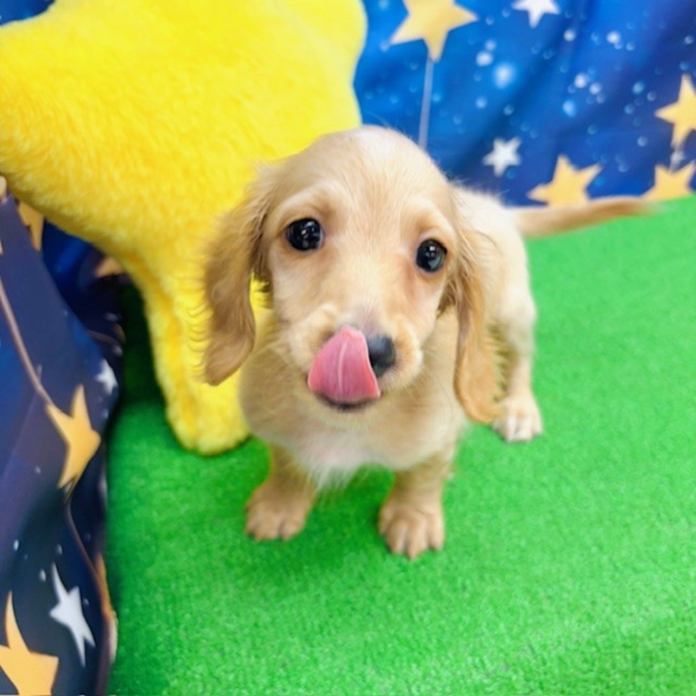 愛知県のミニチュアダックスフンド(ロング) (犬の家＆猫の里名古屋天白店/2025年6月8日生まれ/男の子/イエロー)の子犬の1枚目の画像