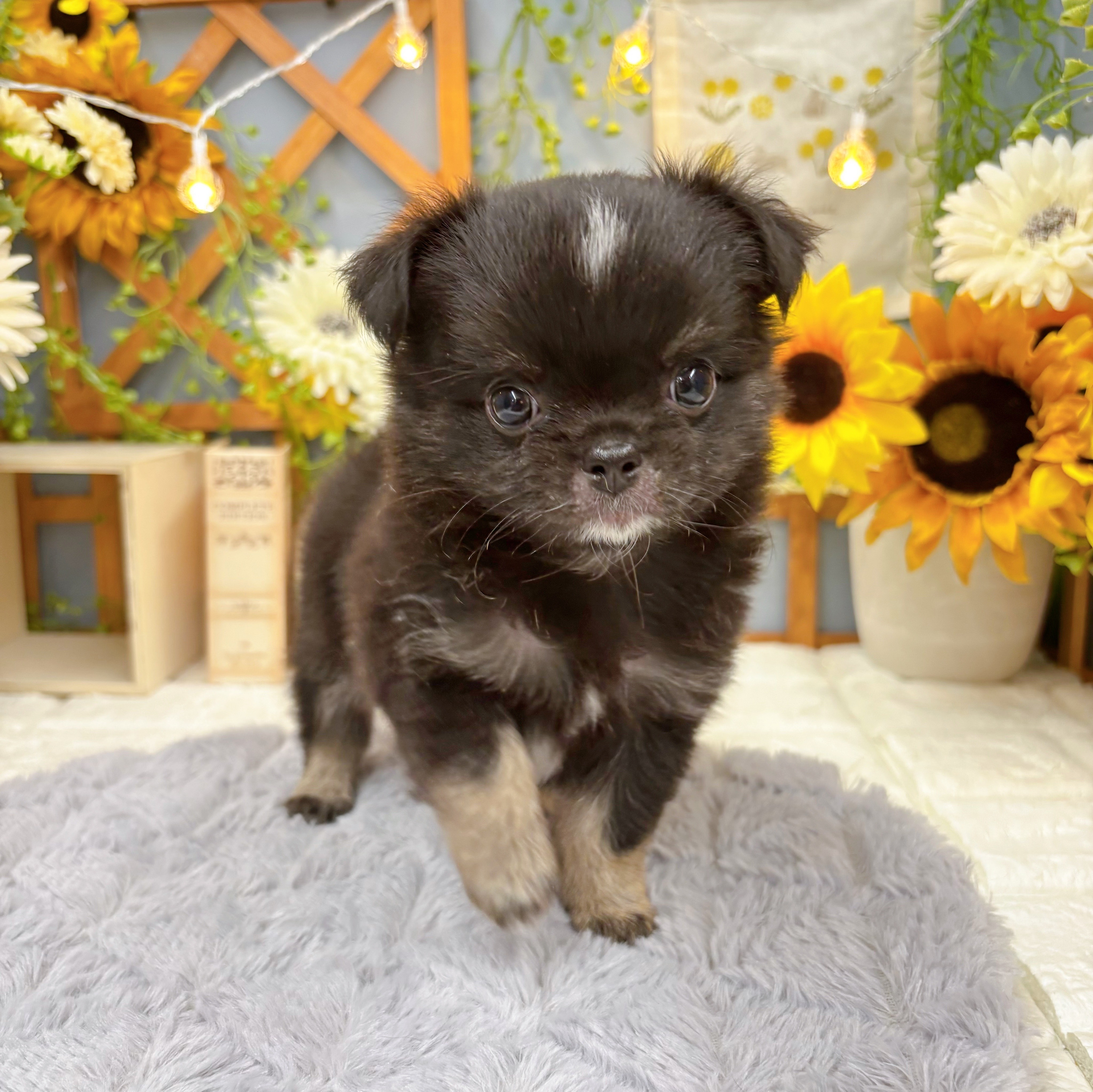 千葉県のチワワ(ロング) (犬の家＆猫の里ワンズモール稲毛店/2025年6月10日生まれ/男の子/ブラックタンホワイト)の子犬の1枚目の画像