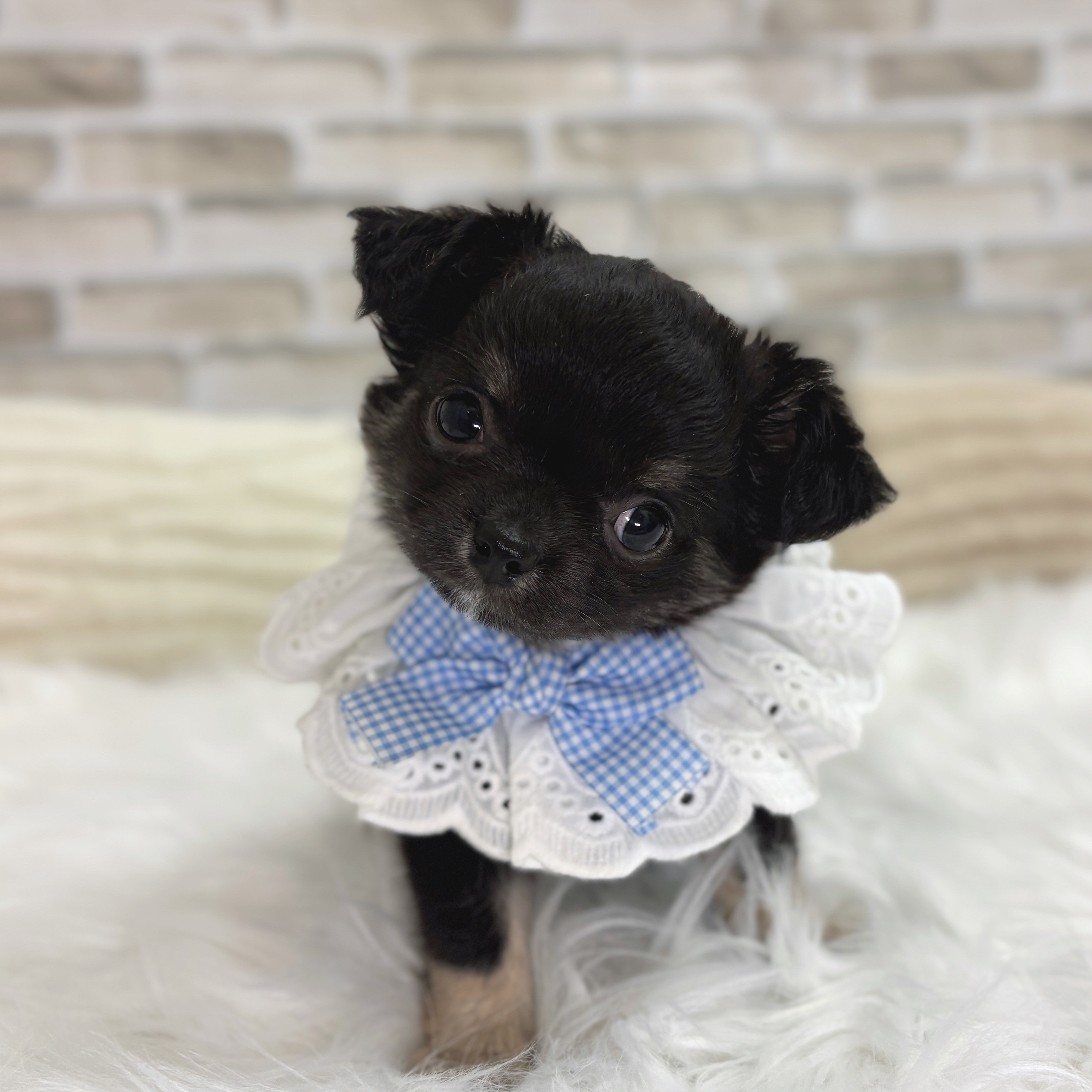 神奈川県のチワワ(ロング) (犬の家＆猫の里モザイクモール港北店/2025年6月8日生まれ/男の子/ブラックタン)の子犬の1枚目の画像