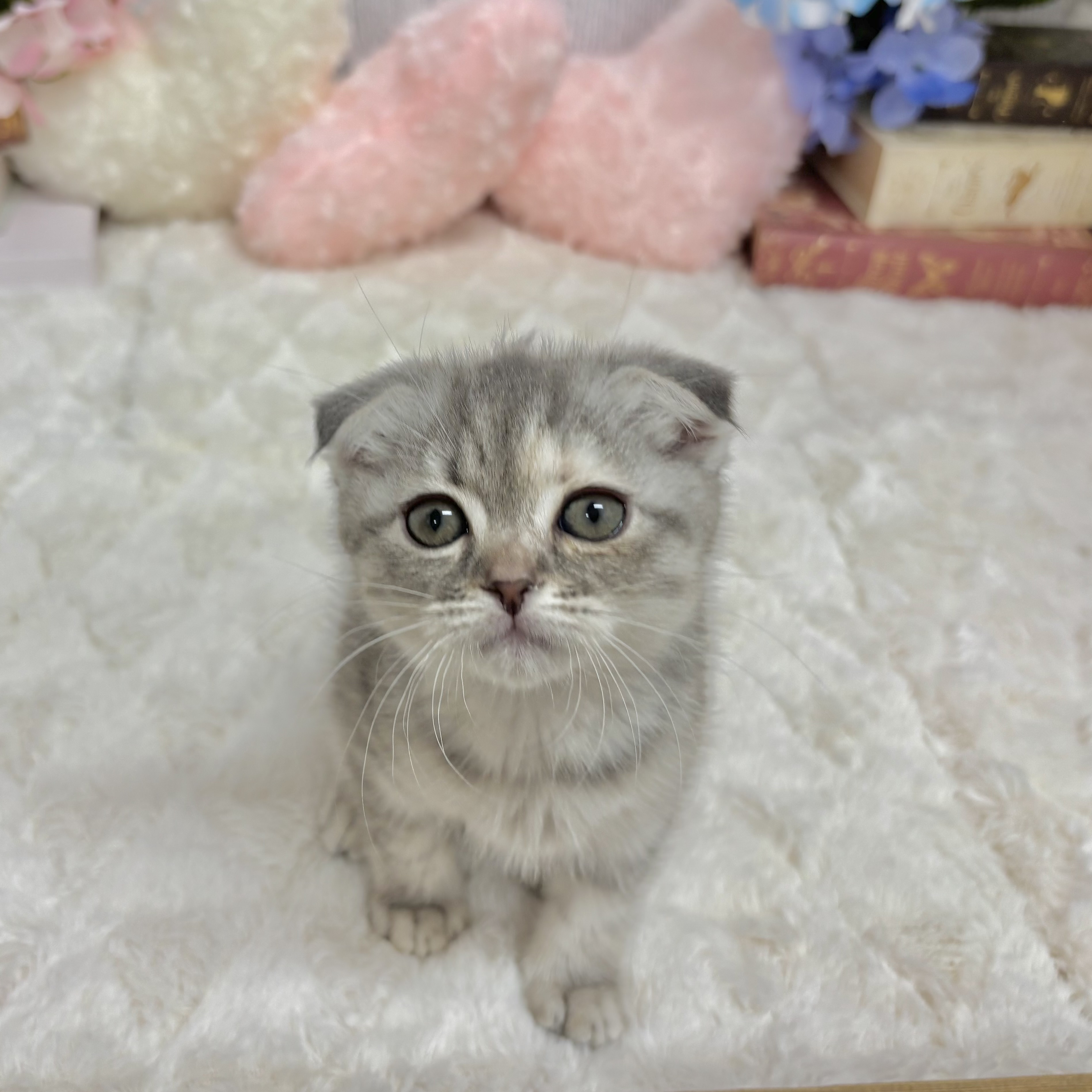 神奈川県のスコティッシュフォールド (犬の家＆猫の里相模原店/2025年6月9日生まれ/女の子/ブルータビー)の子猫