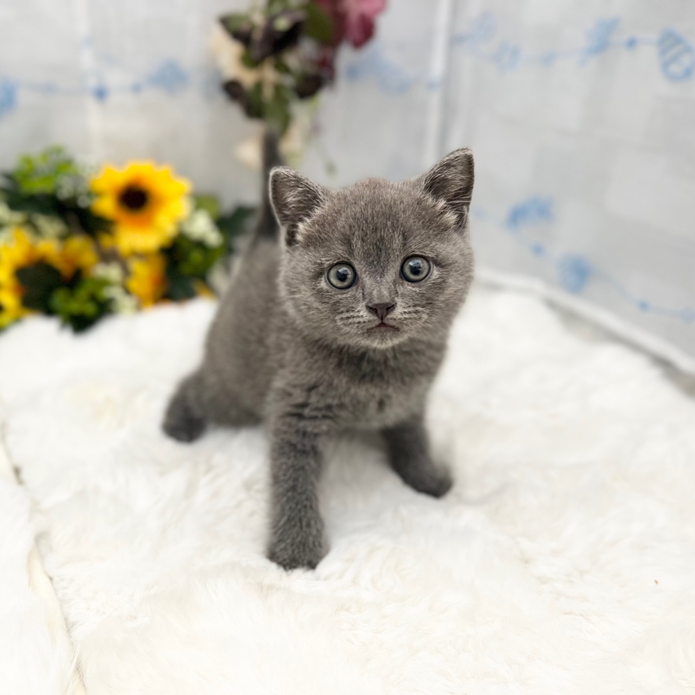 静岡県のブリティッシュショートヘアー (犬の家＆猫の里MEGAドン・キホーテ袋井店/2025年6月5日生まれ/男の子/ブルー)の子猫の2枚目の画像