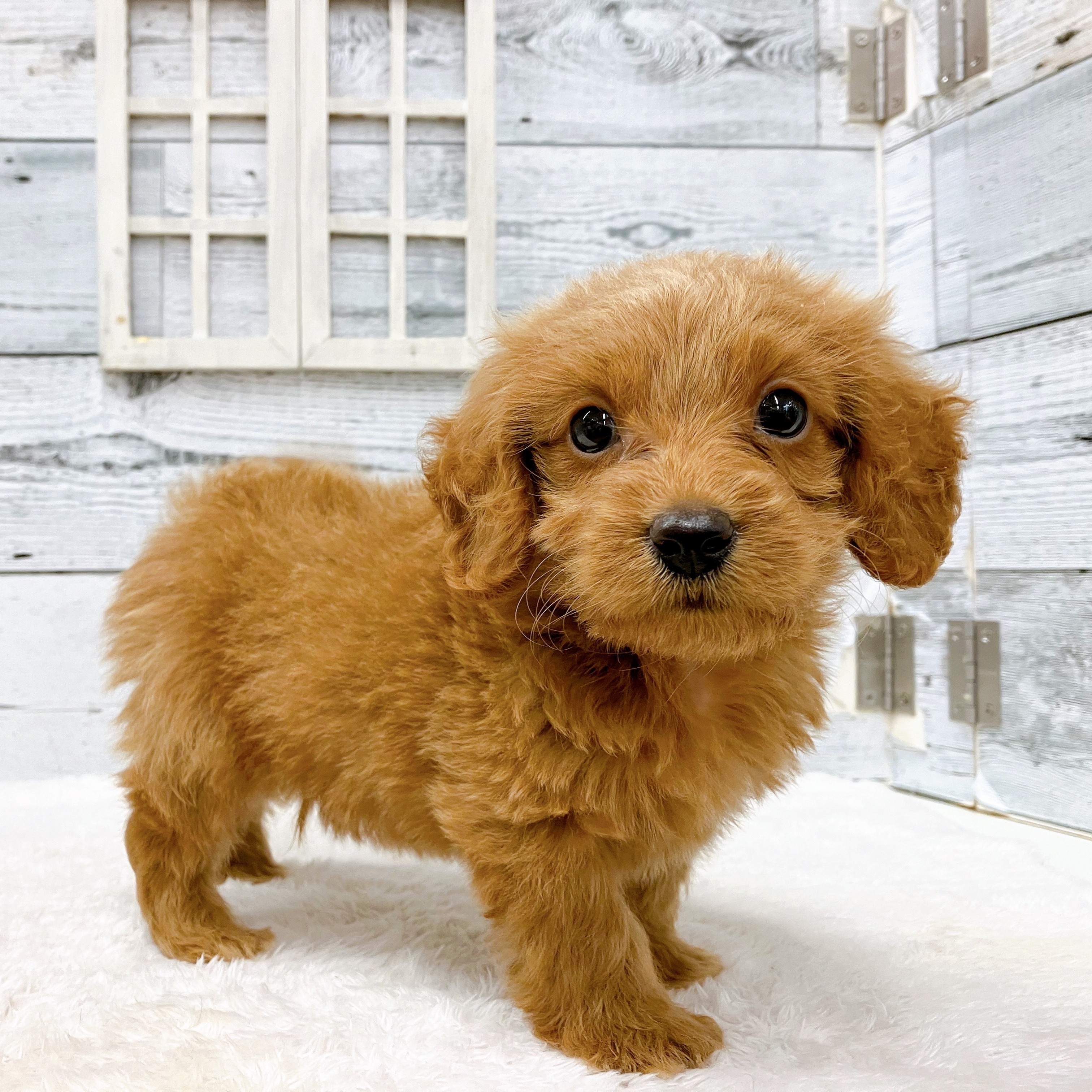 石川県のダップー(ダックス×プードル) (犬の家＆猫の里アミーゴ金沢おこばた店/2025年6月9日生まれ/男の子/レッド)の子犬の2枚目の画像