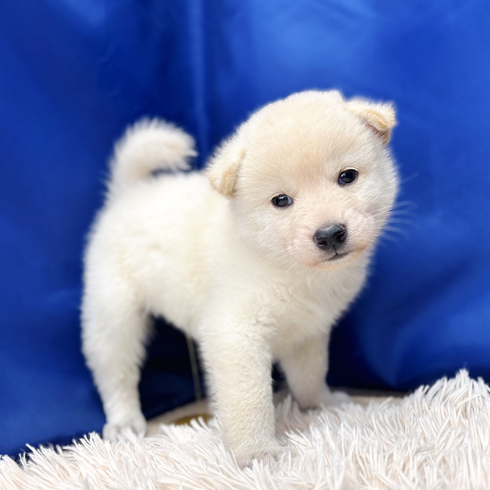 岐阜県の柴犬(標準サイズ) (犬の家＆猫の里中津川店/2025年6月8日生まれ/男の子/白)の子犬の2枚目の画像