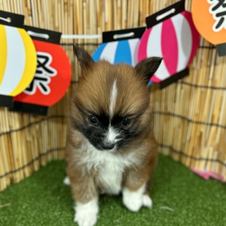 神奈川県のポメヨン/パピポメ/ポメパピ(ポメラニアン×パピヨン) (犬の家＆猫の里小田原店/2025年6月7日生まれ/男の子/ブラウンホワイト)の子犬