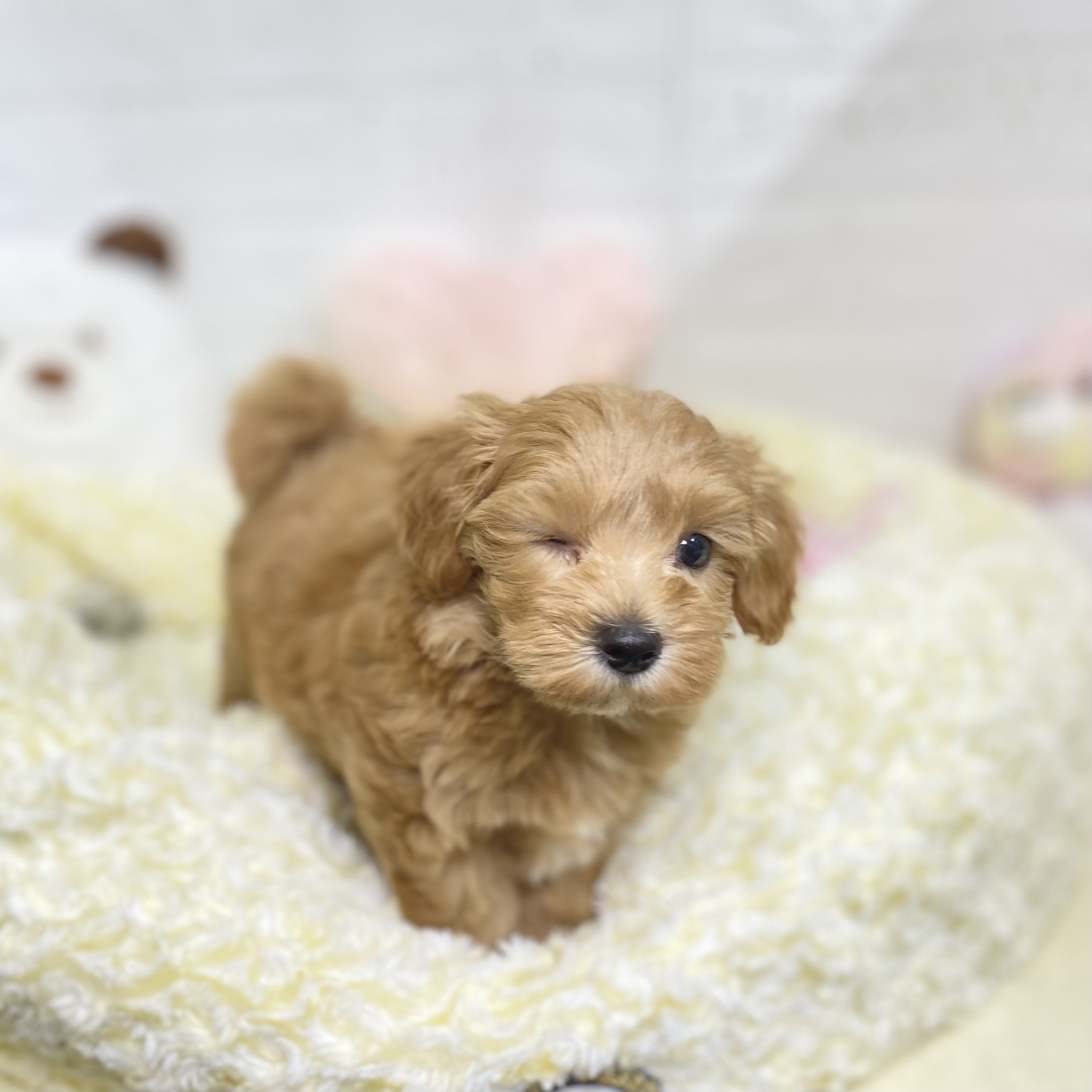 長野県のマルプー(マルチーズ×プードル) (犬の家＆猫の里長野店/2025年6月8日生まれ/男の子/アプリコット)の子犬の2枚目の画像
