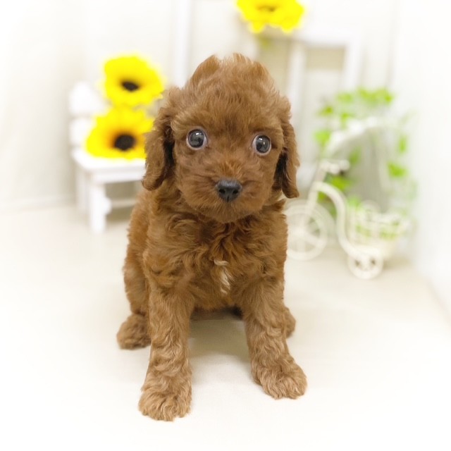 静岡県のトイプードル(トイ) (犬の家＆猫の里藤枝店/2025年6月6日生まれ/男の子/レッド)の子犬の2枚目の画像