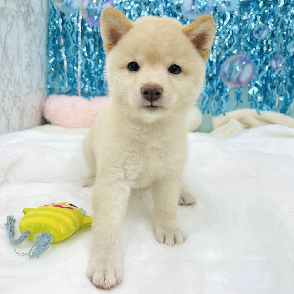愛知県の柴犬(標準サイズ) (犬の家＆猫の里エアポートウォーク店/2025年6月10日生まれ/女の子/白)の子犬の2枚目の画像