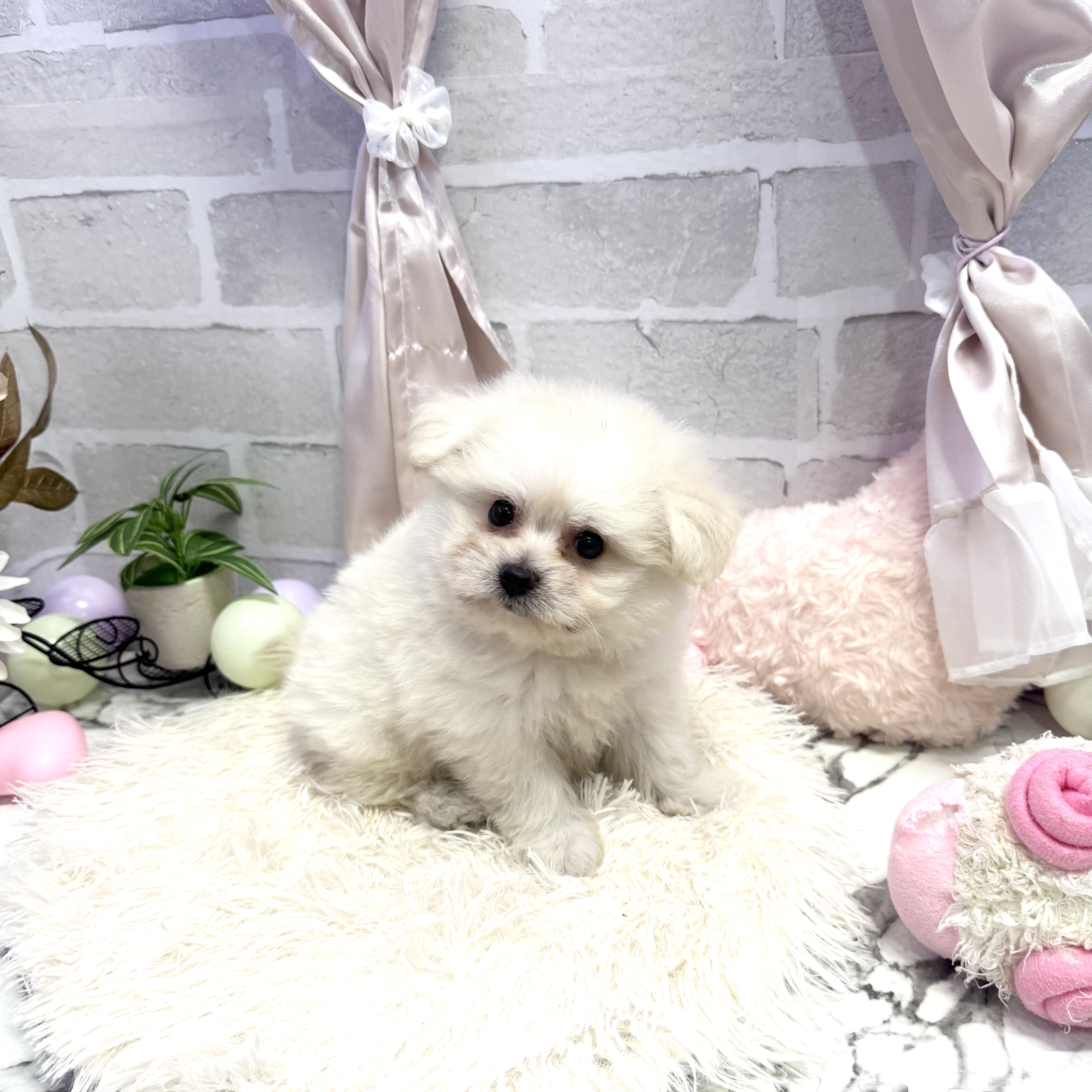 愛知県のポメビション(ポメラニアン×ビションフリーゼ) (犬の家＆猫の里岡崎店/2025年6月9日生まれ/女の子/クリーム)の子犬の2枚目の画像