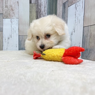 静岡県のポメビション(ポメラニアン×ビションフリーゼ) (犬の家＆猫の里マークイズ静岡店/2025年6月9日生まれ/男の子/クリーム)の子犬の2枚目の画像