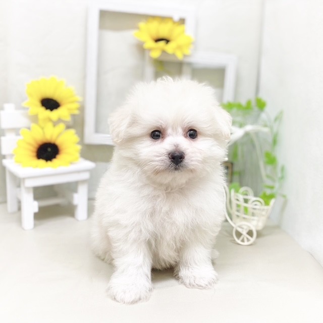 静岡県のポメビション(ポメラニアン×ビションフリーゼ) (犬の家＆猫の里藤枝店/2025年6月9日生まれ/男の子/クリーム)の子犬の2枚目の画像