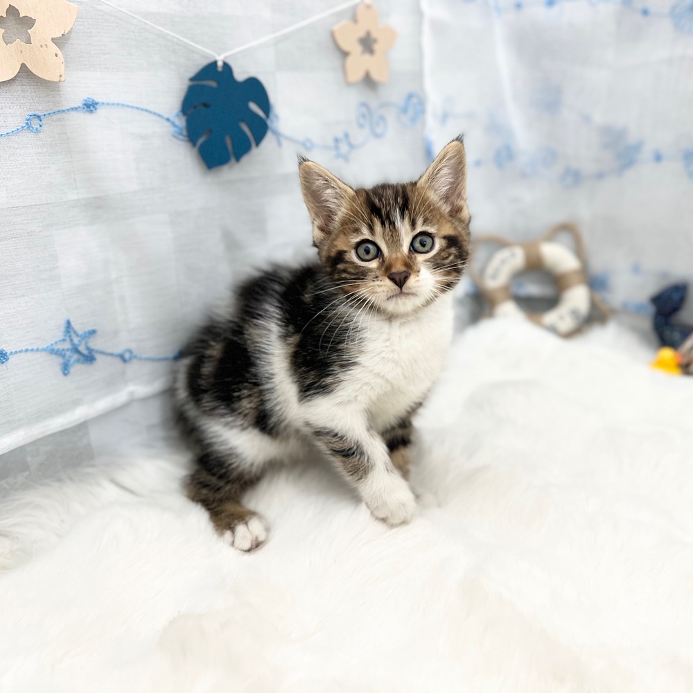 静岡県のジェネッタ (犬の家＆猫の里MEGAドン・キホーテ袋井店/2025年6月10日生まれ/女の子/ブラウンタビーホワイト)の子猫の2枚目の画像