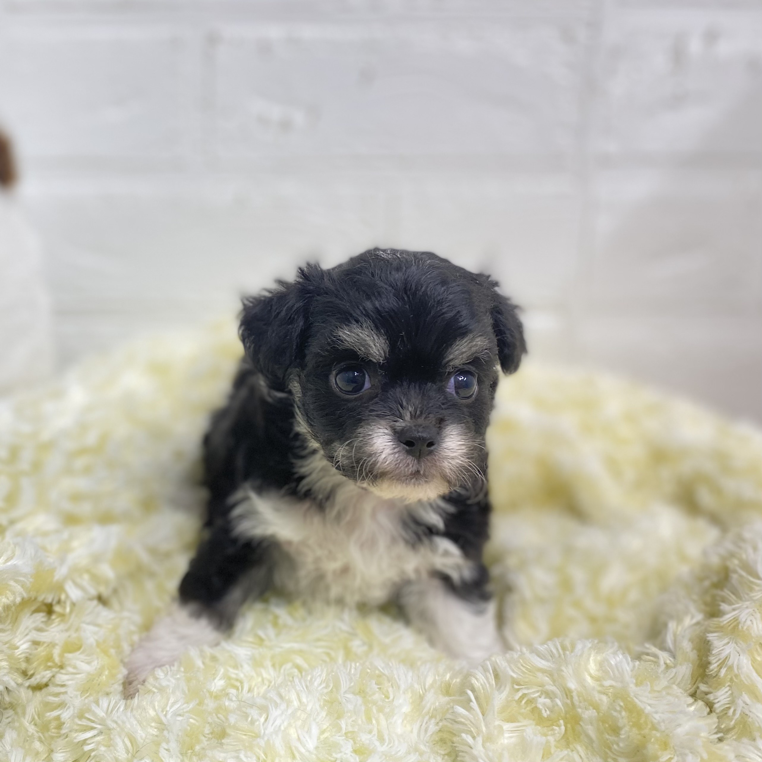 長野県のハーフ犬・ミックス犬 (犬の家＆猫の里長野店/2025年6月8日生まれ/女の子/ブラックタンホワイト)の子犬の2枚目の画像