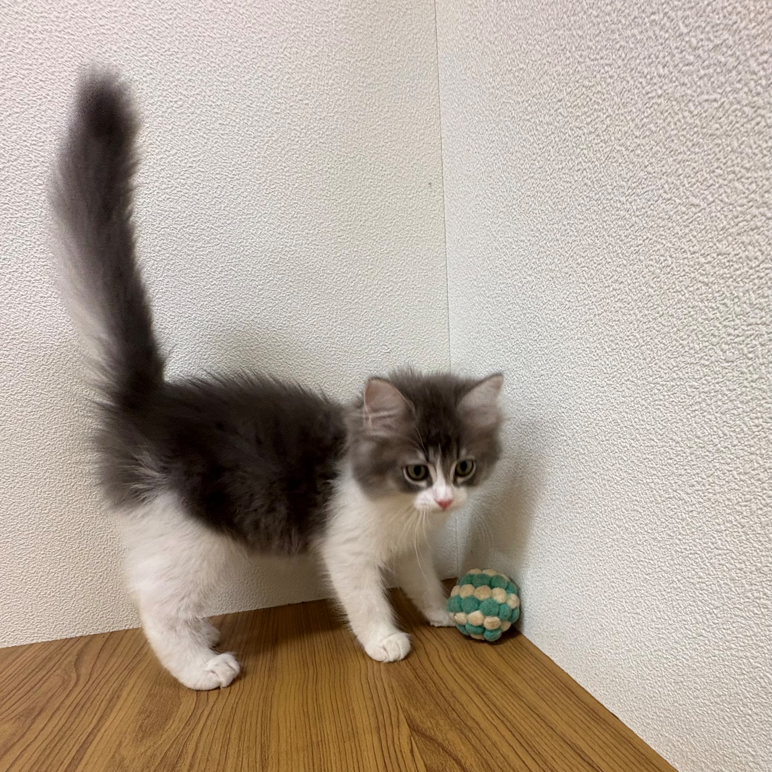 福岡県のサイベリアン (犬の家＆猫の里トリアス久山店/2025年6月8日生まれ/男の子/ブルータビーホワイト)の子猫の2枚目の画像