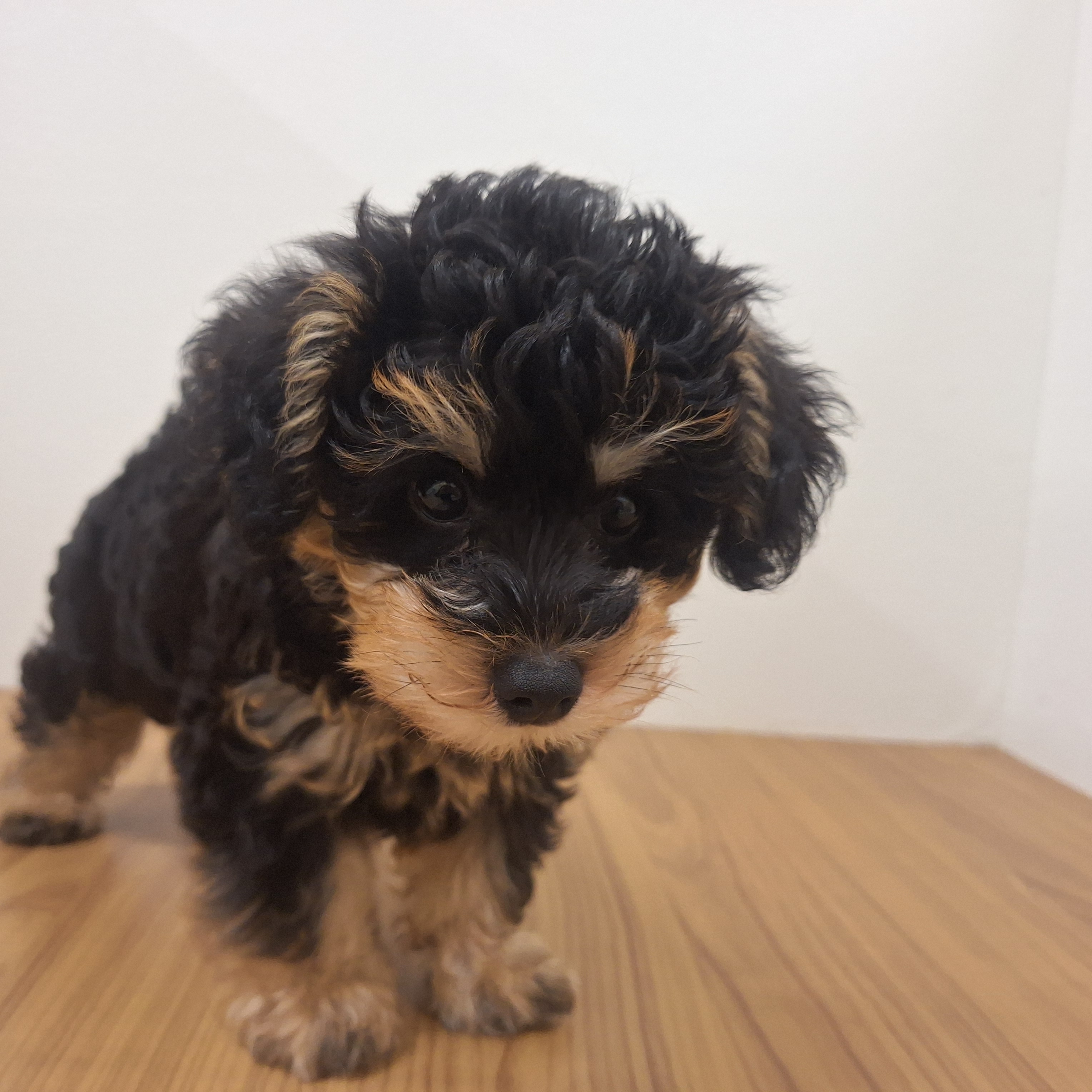 福岡県のシュナプー(シュナウザー×プードル) (犬の家＆猫の里トリアス久山店/2025年6月9日生まれ/男の子/ブラックタン)の子犬の2枚目の画像