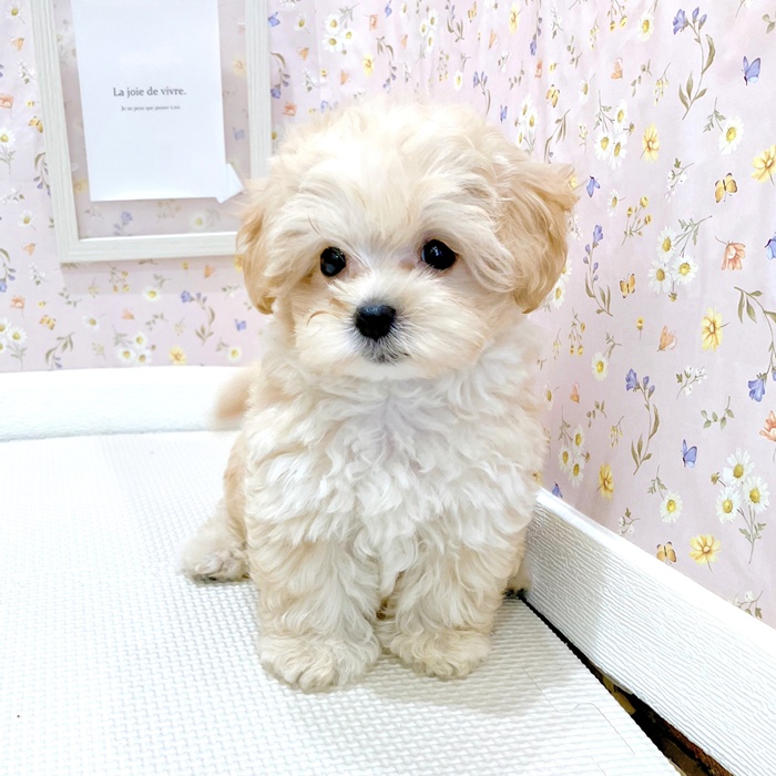 石川県のマルプー(マルチーズ×プードル) (犬の家＆猫の里金沢店/2025年6月8日生まれ/男の子/アプリコット)の子犬の2枚目の画像