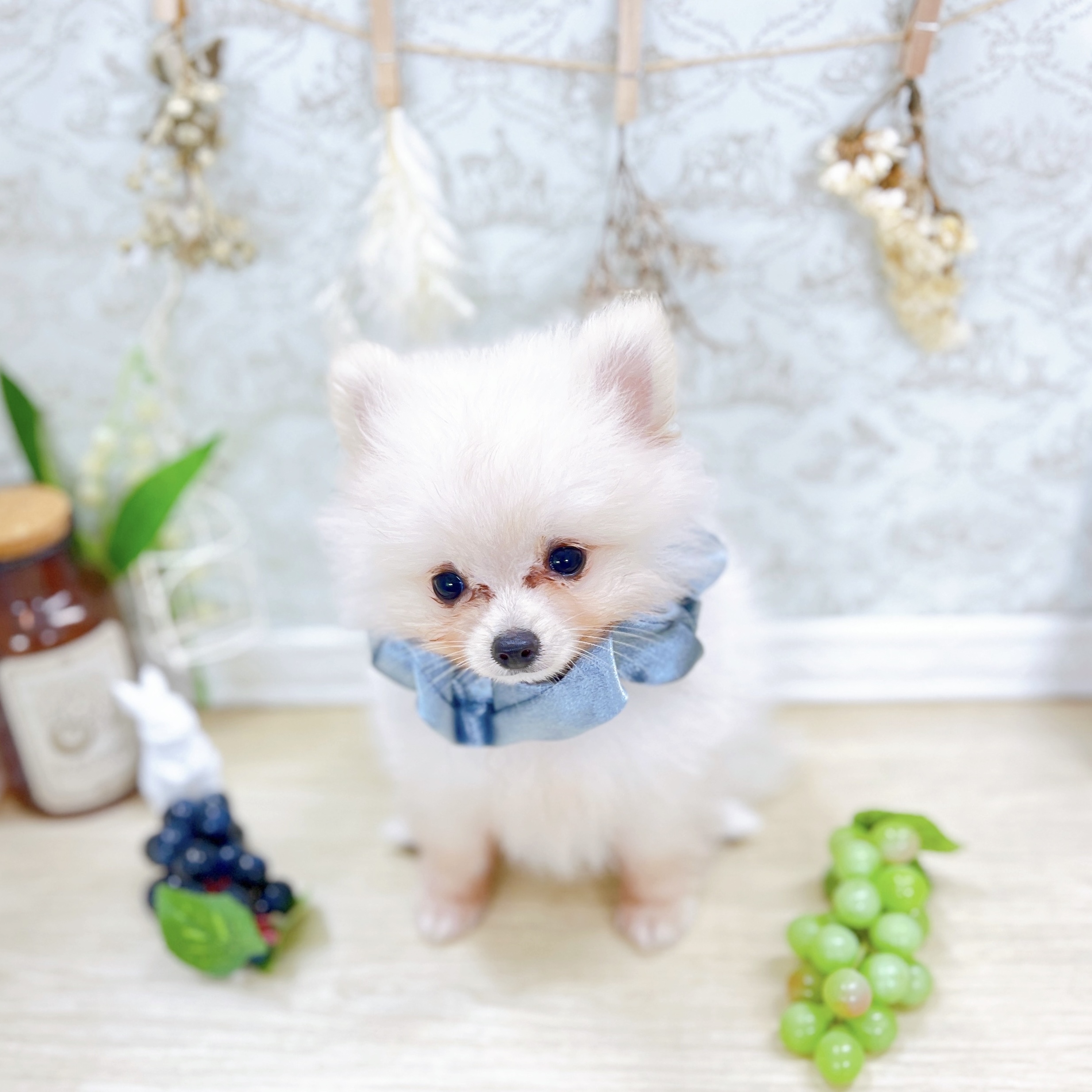 福井県のポメラニアン (犬の家＆猫の里アミーゴ福井大和田店/2025年6月10日生まれ/男の子/クリーム)の子犬の2枚目の画像
