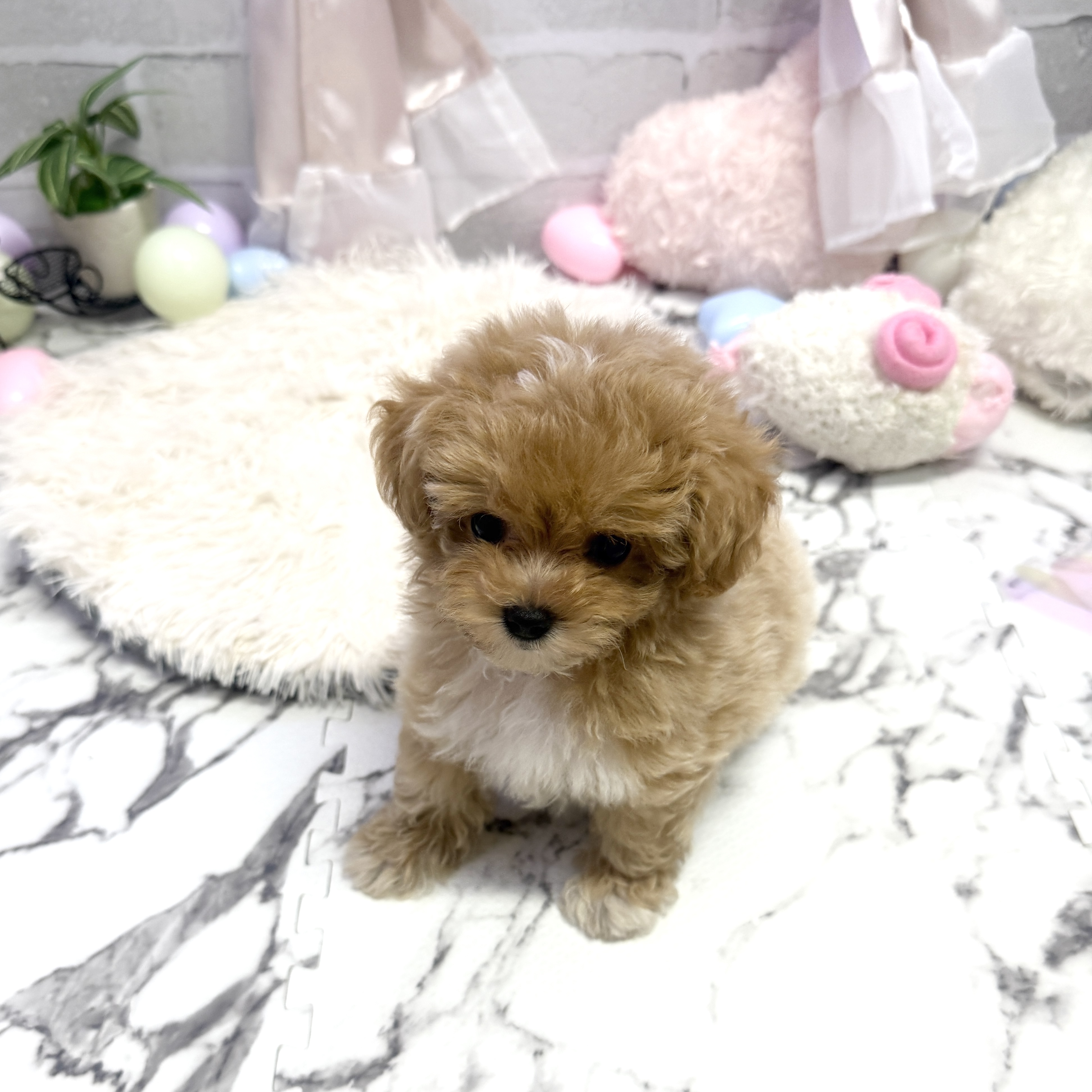 愛知県のマルプー(マルチーズ×プードル) (犬の家＆猫の里岡崎店/2025年6月9日生まれ/女の子/アプリコットホワイト)の子犬の2枚目の画像
