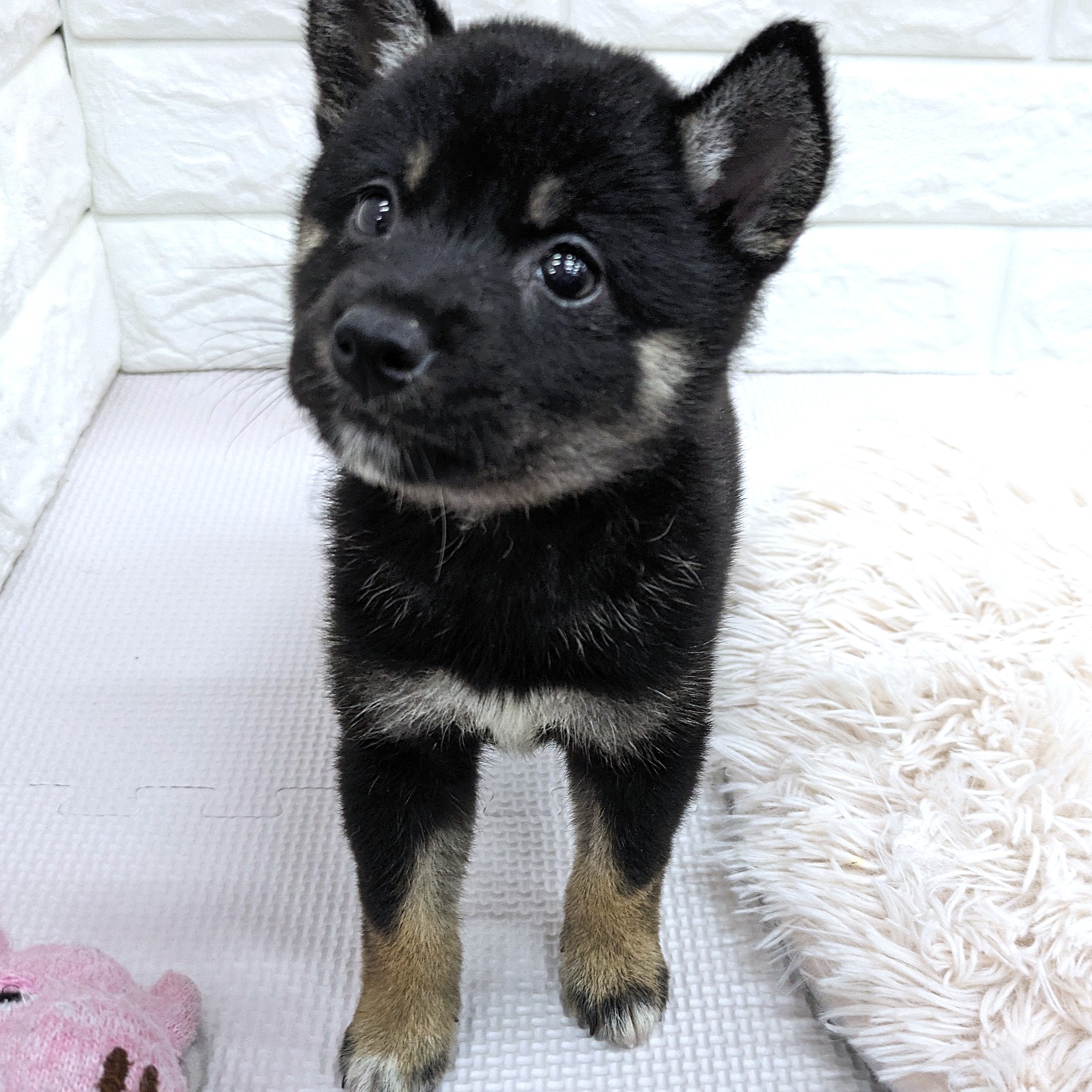 愛知県の柴犬(標準サイズ) (犬の家＆猫の里MEGAドン・キホーテ東海名和店/2025年6月11日生まれ/女の子/黒)の子犬の2枚目の画像