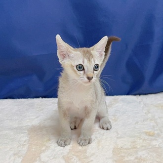 愛知県のシンガプーラ (犬の家＆猫の里一宮店/2025年6月9日生まれ/男の子/セピアアグーティ)の子猫の2枚目の画像