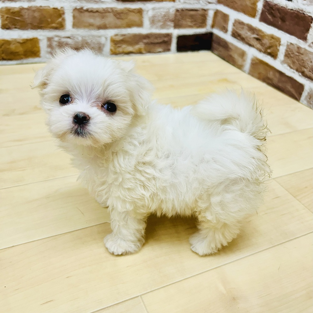 愛知県のマルチーズ (犬の家＆猫の里七宝店/2025年6月9日生まれ/女の子/ホワイト)の子犬の2枚目の画像