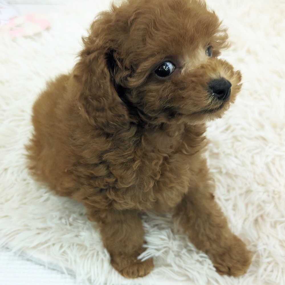 愛知県のトイプードル(トイ) (犬の家＆猫の里MEGAドン・キホーテ東海名和店/2025年6月11日生まれ/女の子/レッド)の子犬の2枚目の画像