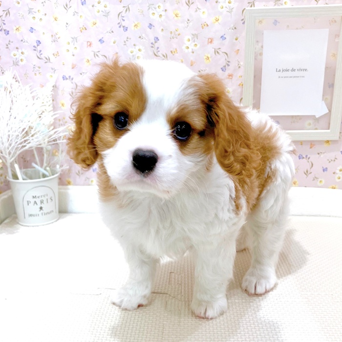 石川県のキャバリアキングチャールズスパニエル (犬の家＆猫の里金沢店/2025年6月11日生まれ/男の子/ブレンハイム)の子犬の2枚目の画像