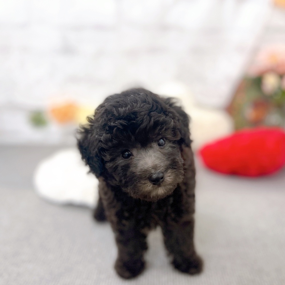 京都府のトイプードル(トイ) (犬の家＆猫の里京都樟葉店/2025年6月11日生まれ/男の子/グレー)の子犬の2枚目の画像