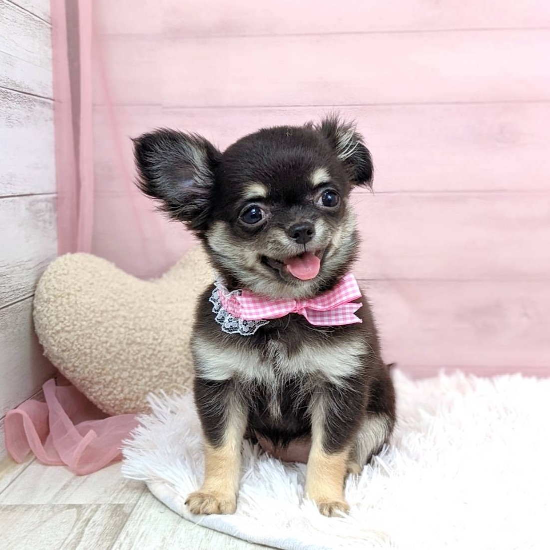 兵庫県のチワワ(ロング) (犬の家＆猫の里川西店/2025年6月9日生まれ/女の子/ブラックタンホワイト)の子犬の1枚目の画像