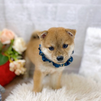 滋賀県の柴犬(標準サイズ) (犬の家＆猫の里長浜店/2025年6月12日生まれ/女の子/赤)の子犬の1枚目の画像