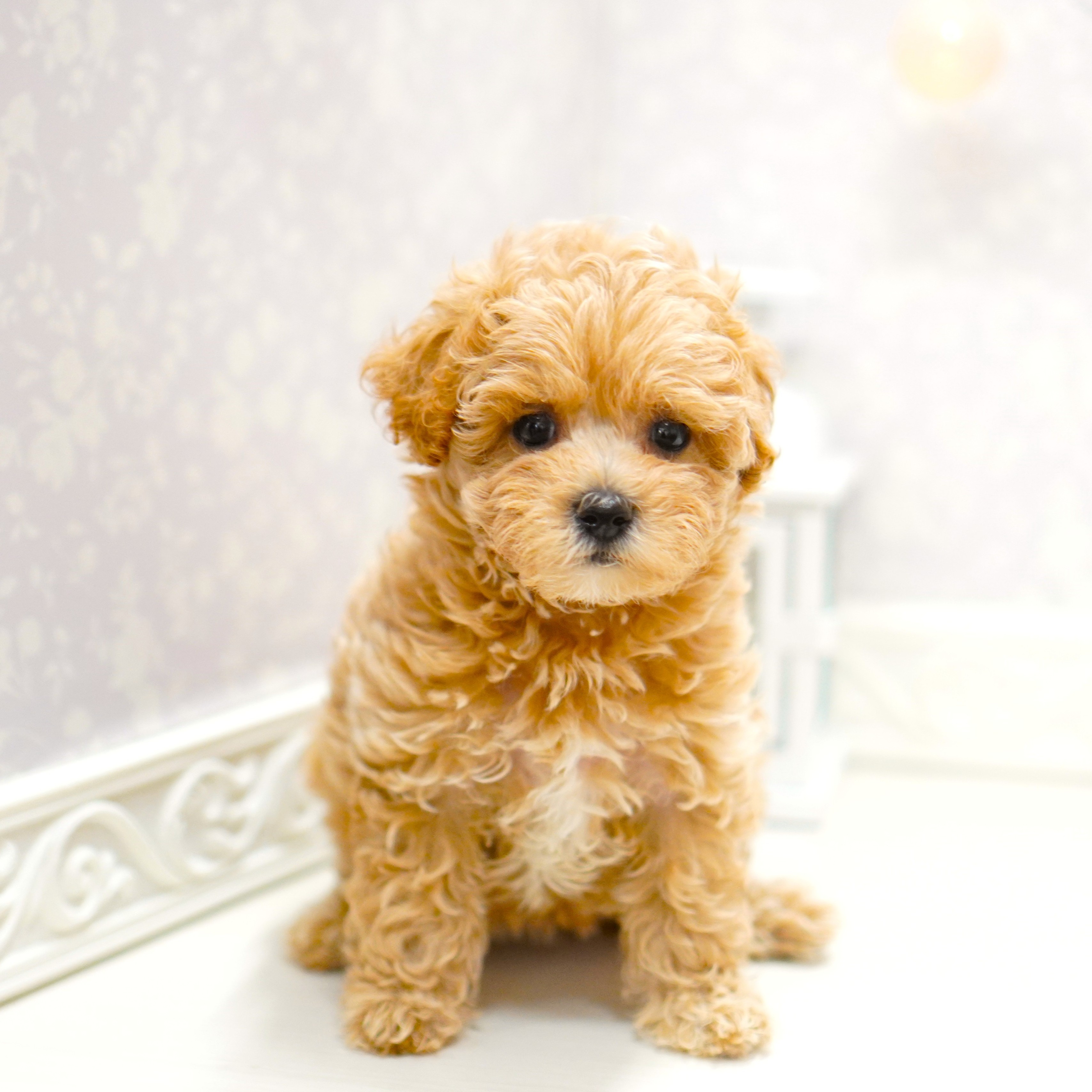富山県のマルプー(マルチーズ×プードル) (犬の家＆猫の里アミーゴ山室店/2025年6月11日生まれ/女の子/クリーム)の子犬の1枚目の画像
