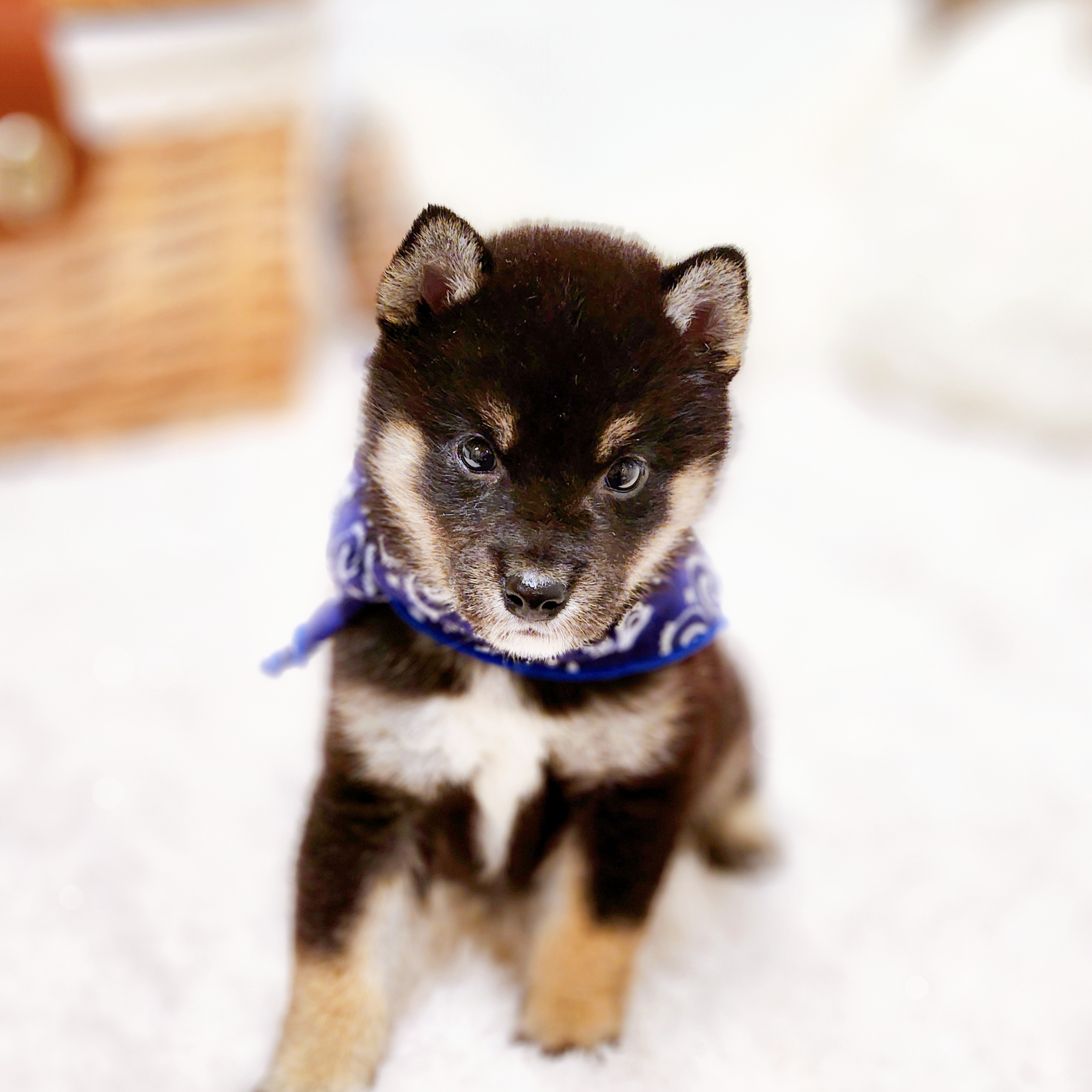 滋賀県の柴犬(標準サイズ) (犬の家＆猫の里近江八幡店/2025年6月7日生まれ/男の子/黒)の子犬