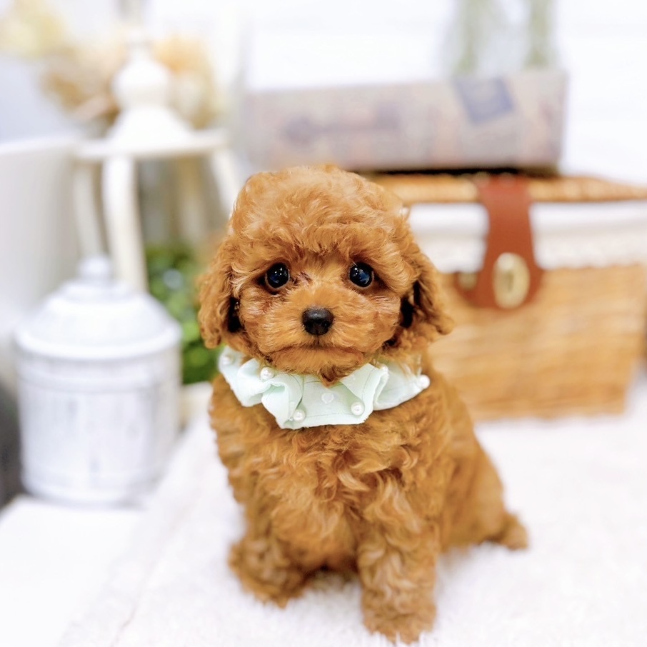 滋賀県のトイプードル(トイ) (犬の家＆猫の里近江八幡店/2025年6月10日生まれ/男の子/レッドフォーン)の子犬の1枚目の画像