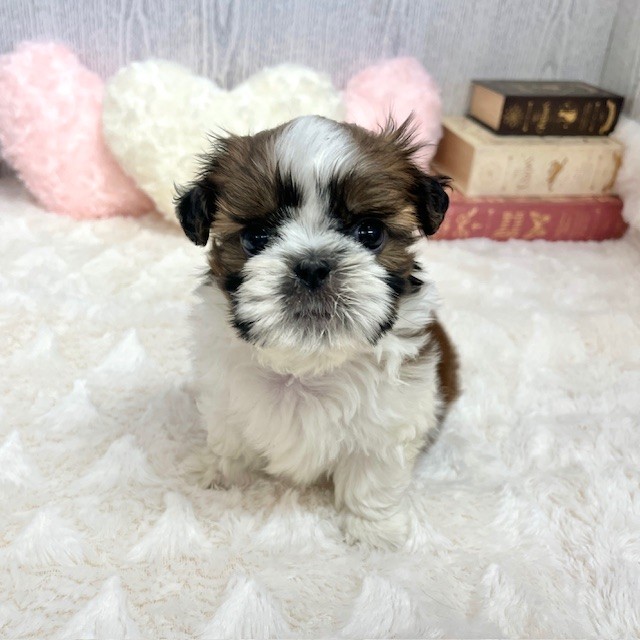 神奈川県のシーズー (犬の家＆猫の里相模原店/2025年6月13日生まれ/男の子/ゴールドホワイト)の子犬