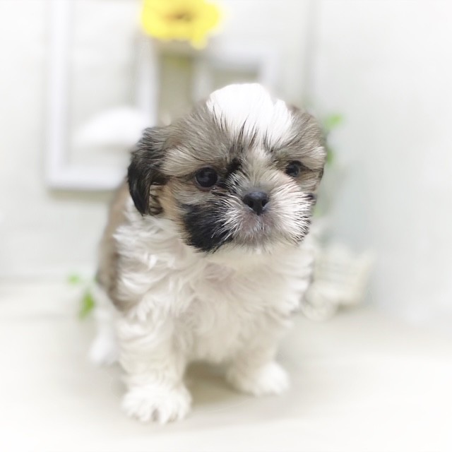 静岡県のシーズー (犬の家＆猫の里藤枝店/2025年6月13日生まれ/男の子/ゴールドホワイト)の子犬の1枚目の画像
