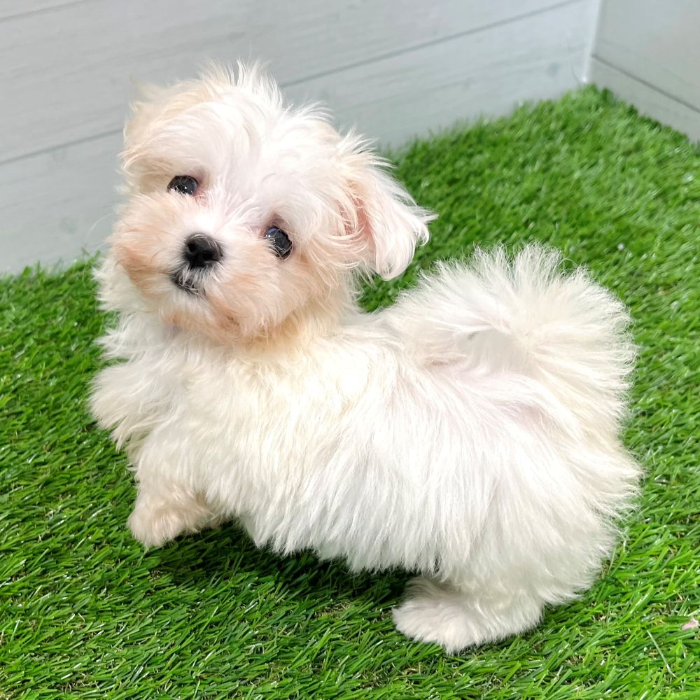 愛知県のマルチーズ (犬の家＆猫の里豊田店/2025年6月5日生まれ/女の子/ホワイト)の子犬の2枚目の画像