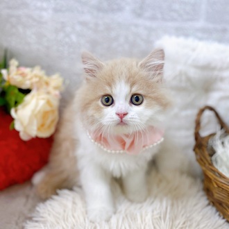 滋賀県のスコティッシュフォールド (犬の家＆猫の里長浜店/2025年6月5日生まれ/男の子/クリームタビーホワイト)の子猫の1枚目の画像