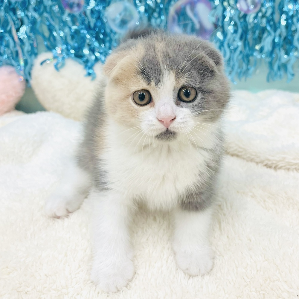 愛知県のスコティッシュフォールド (犬の家＆猫の里エアポートウォーク店/2025年6月6日生まれ/女の子/ブルーパッチドタビーホワイト)の子猫の1枚目の画像