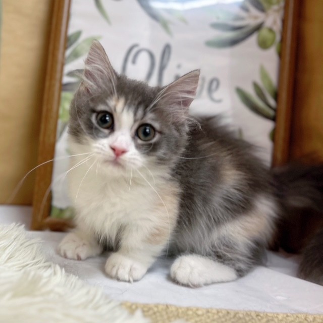 岡山県のマンチカン (犬の家＆猫の里倉敷中庄店/2025年6月4日生まれ/女の子/ブルーパッチドタビーホワイト)の子猫の1枚目の画像