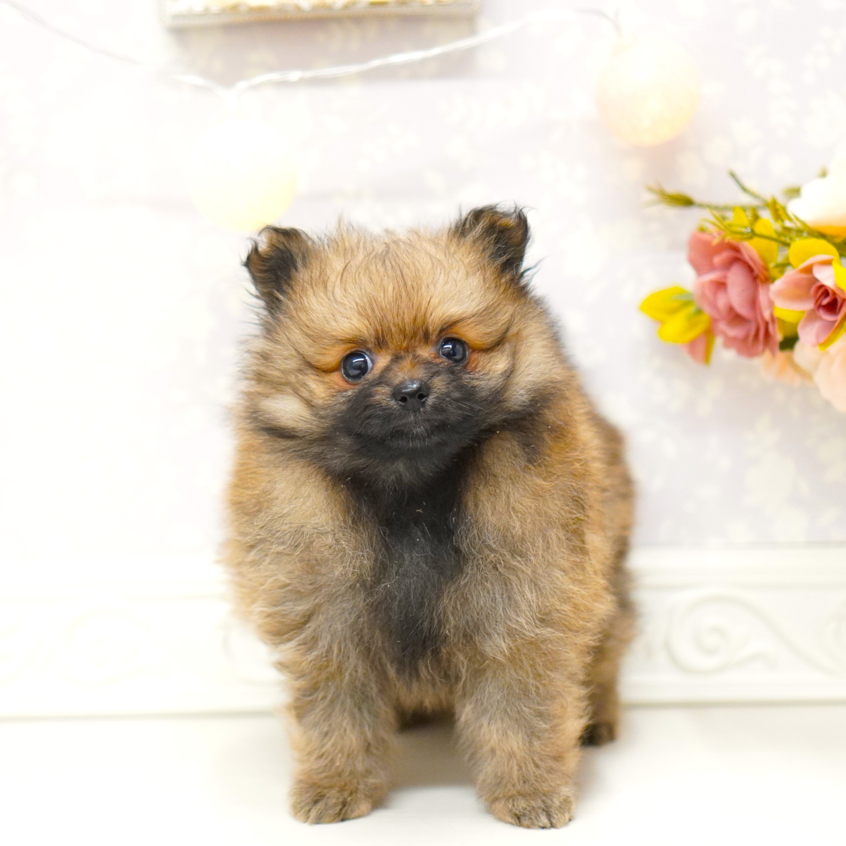 富山県のポメラニアン (犬の家＆猫の里アミーゴ山室店/2025年6月13日生まれ/女の子/オレンジ)の子犬の1枚目の画像