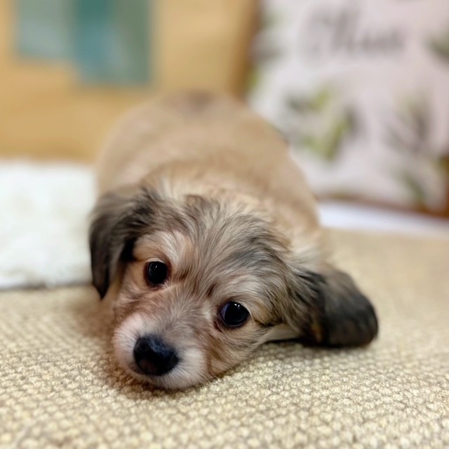 岡山県のチワックス(チワワ×ダックス) (犬の家＆猫の里倉敷中庄店/2025年6月13日生まれ/男の子/シェーデットイエロー)の子犬の2枚目の画像