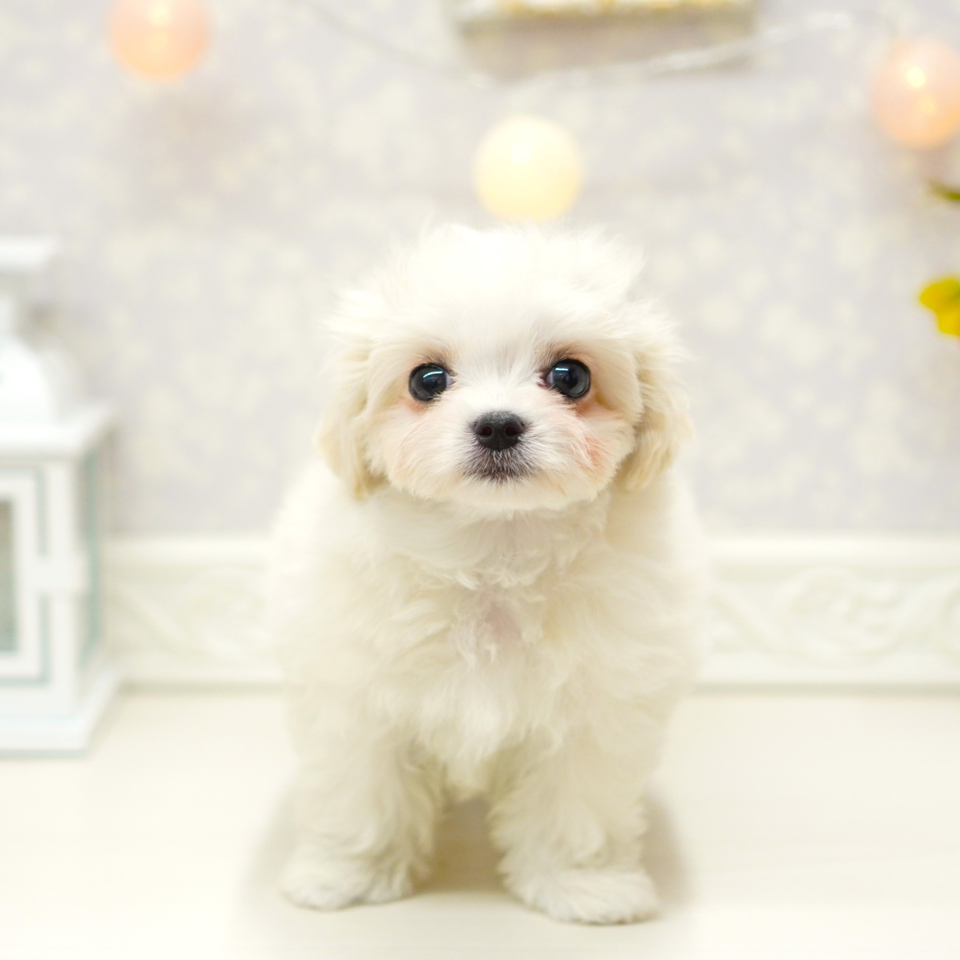富山県のチワマル/マルチワ(チワワ×マルチーズ) (犬の家＆猫の里アミーゴ山室店/2025年6月12日生まれ/男の子/クリームホワイト)の子犬の1枚目の画像