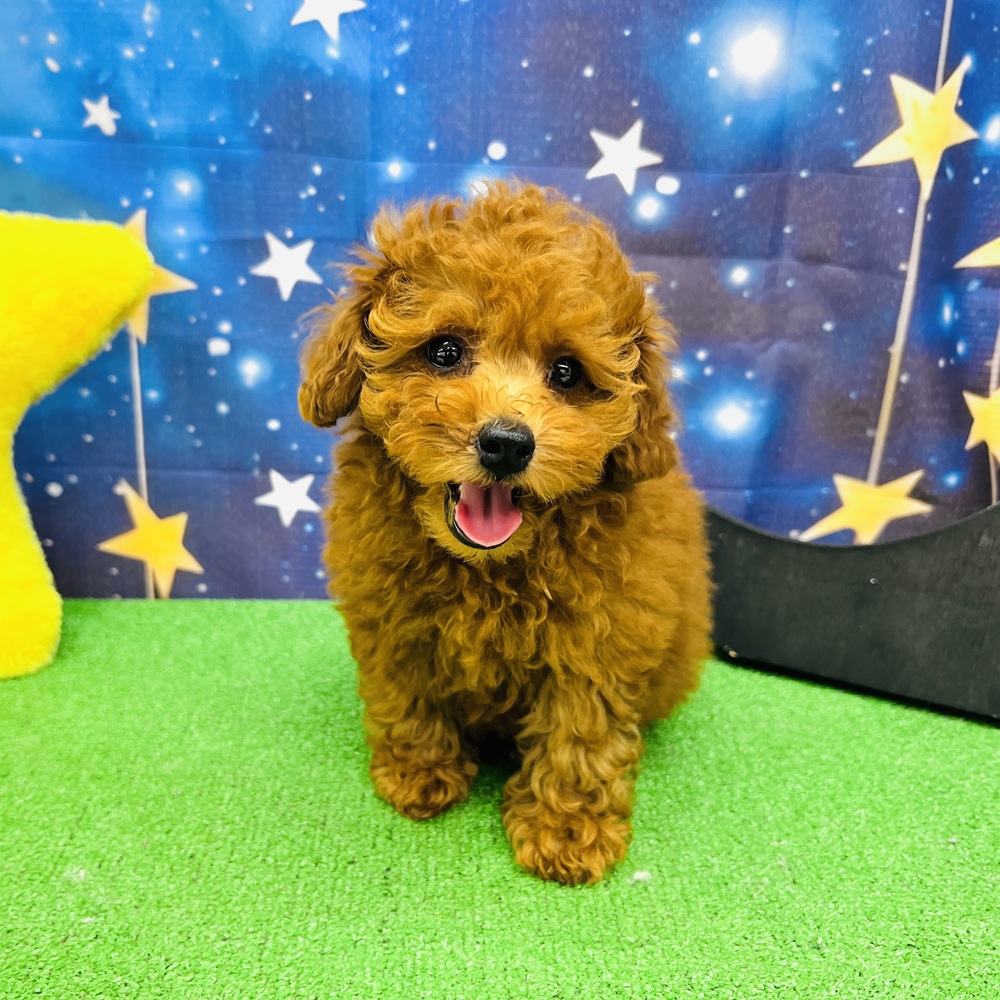 愛知県のトイプードル(トイ) (犬の家＆猫の里名古屋天白店/2025年6月12日生まれ/女の子/レッドフォーン)の子犬の2枚目の画像