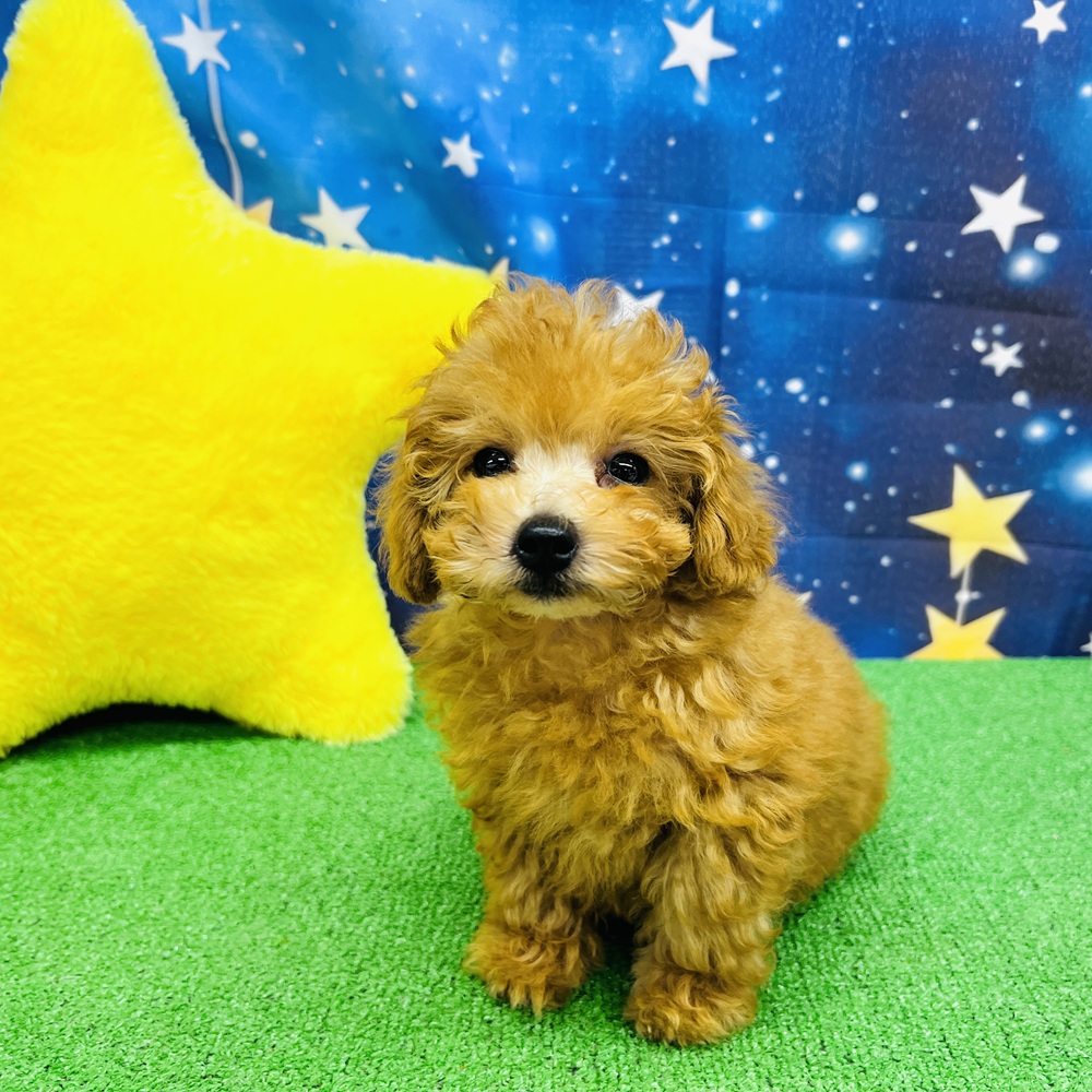 愛知県のトイプードル(トイ) (犬の家＆猫の里名古屋天白店/2025年6月12日生まれ/男の子/オレンジフォーン)の子犬の2枚目の画像