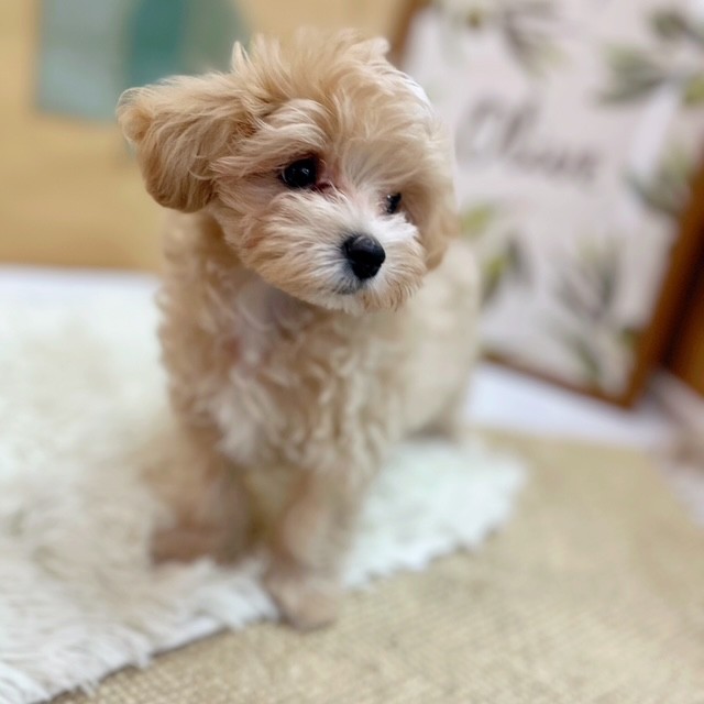 岡山県のマルプー(マルチーズ×プードル) (犬の家＆猫の里倉敷中庄店/2025年6月14日生まれ/男の子/クリームホワイト)の子犬の2枚目の画像