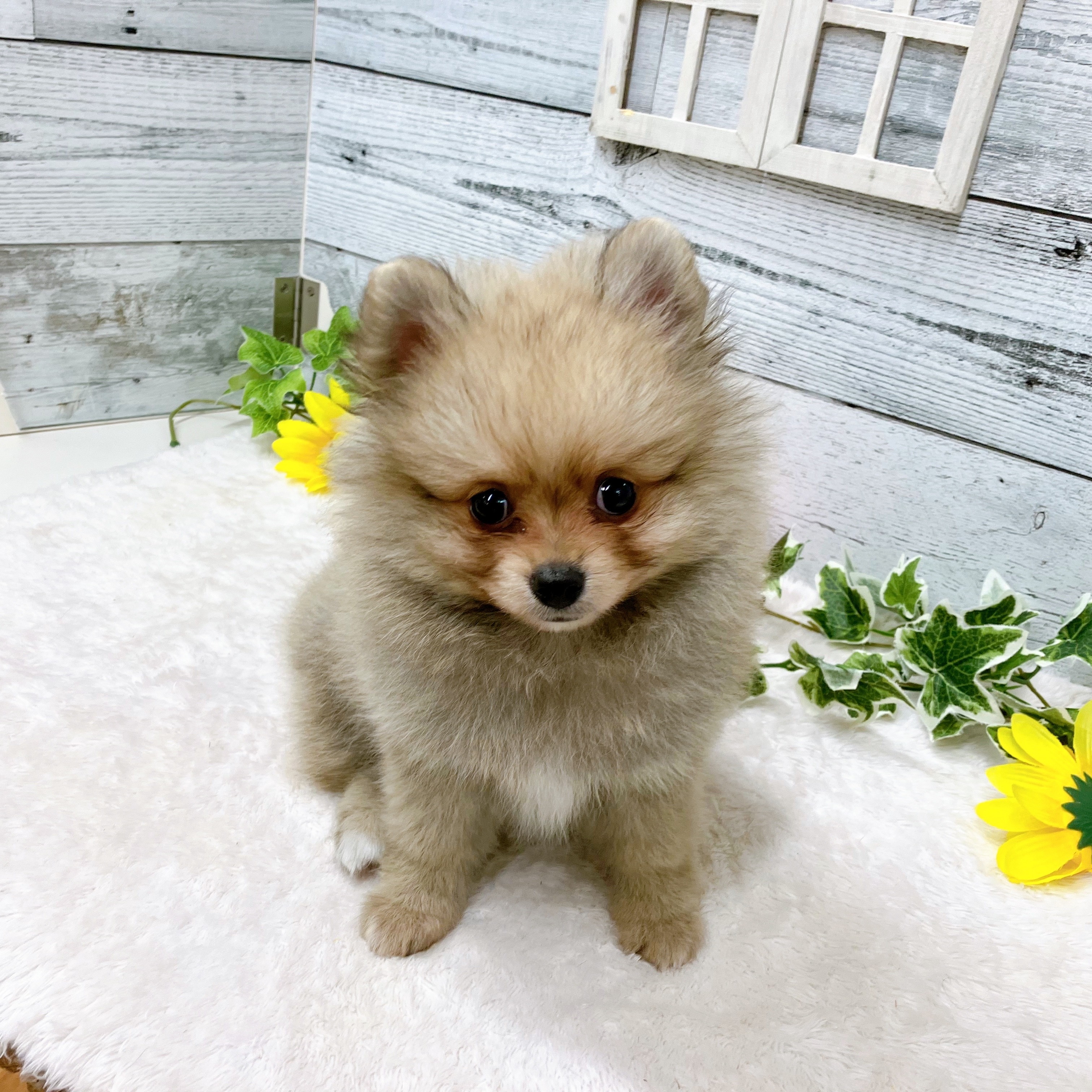 石川県のポメチワ/チワポメ/ポメチー(ポメラニアン×チワワ) (犬の家＆猫の里アミーゴ金沢おこばた店/2025年6月15日生まれ/男の子/フォーン)の子犬の2枚目の画像
